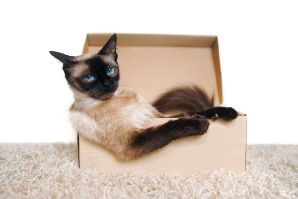 Un chat dans un carton