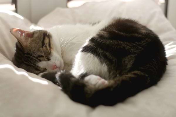 Un chat gris qui dort en boule