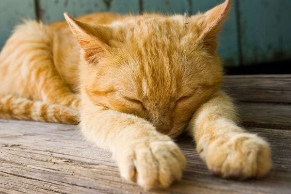 Un chat beige dort sur le ventre avec ses pattes vers l'avant