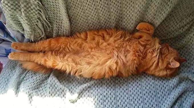 Was die Schlafpositionen Ihres Katers über sein Wohlbefinden verraten