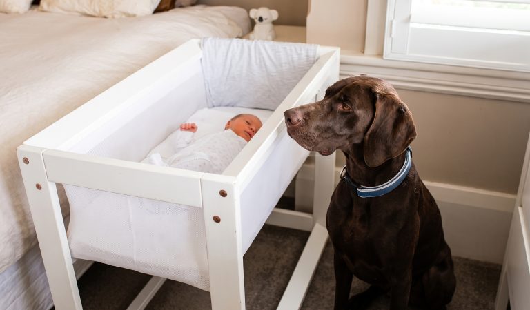Vom Straßenhund zum Retter: Wie Benson ein Babyleben in letzter Sekunde rettete