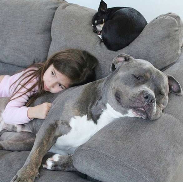 Ein Hund als Held und Beschützer