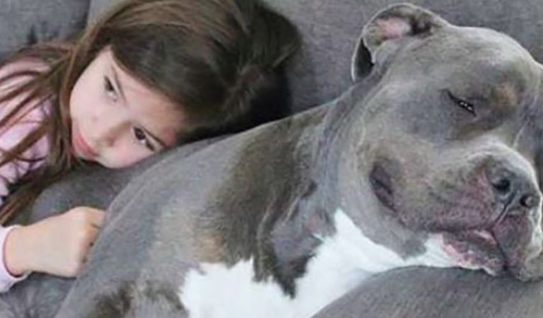 Wie ein unerwünschter Hund der kleinen Leila endlich ruhige Nächte schenkte